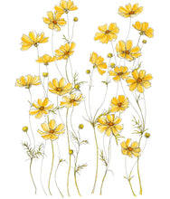 Load image into Gallery viewer, Yellow Cosmos Print