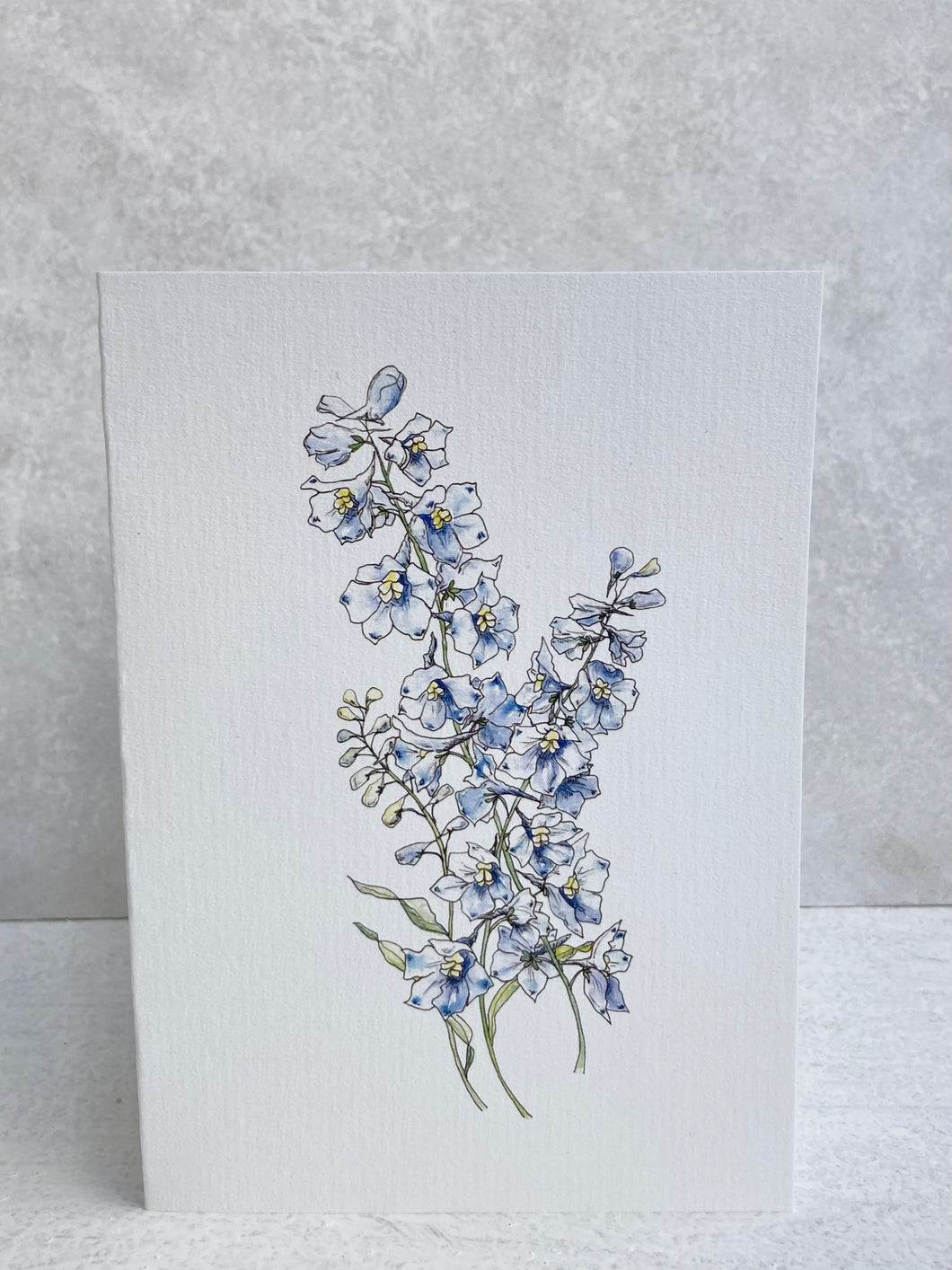 Sky Blue Delphinium